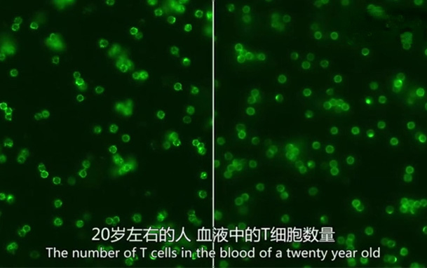 【專業(yè)科普】70歲與20歲的免疫細胞有何區(qū)別？